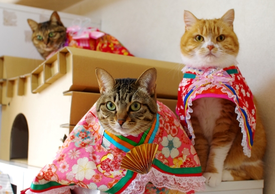 猫≫